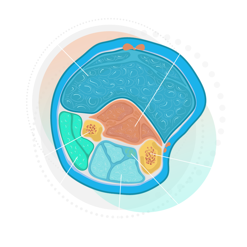 Graphic showing the lower leg from a top view, showing compartments, nerves, and bone placement.