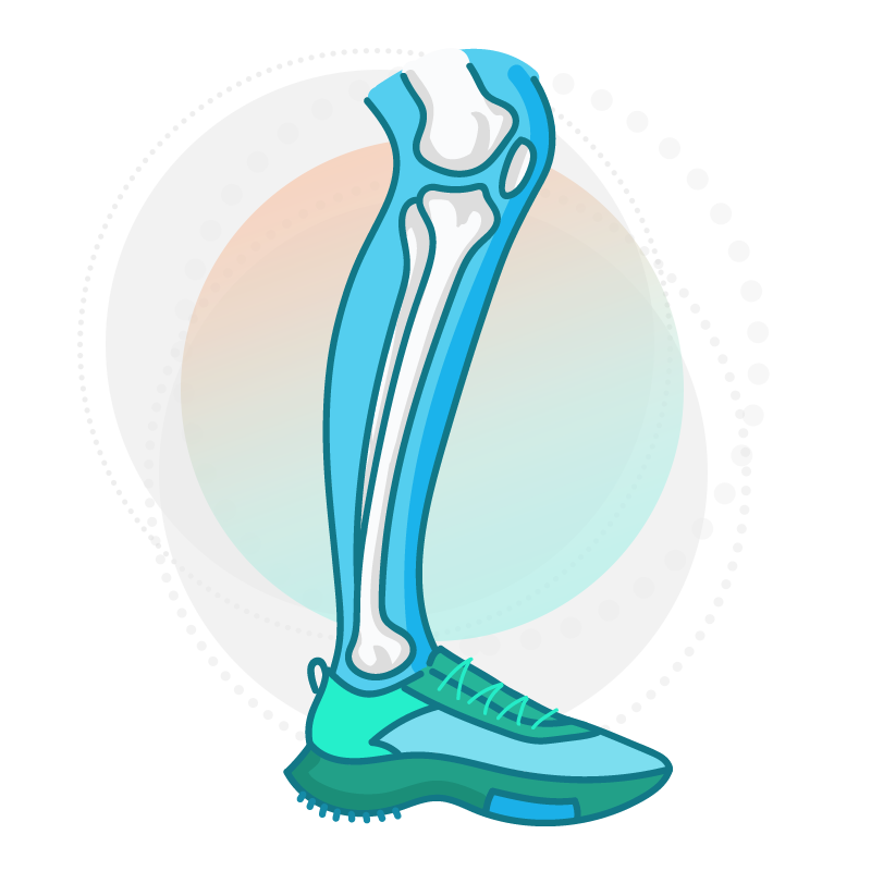 Lower Leg with Bone Graphic